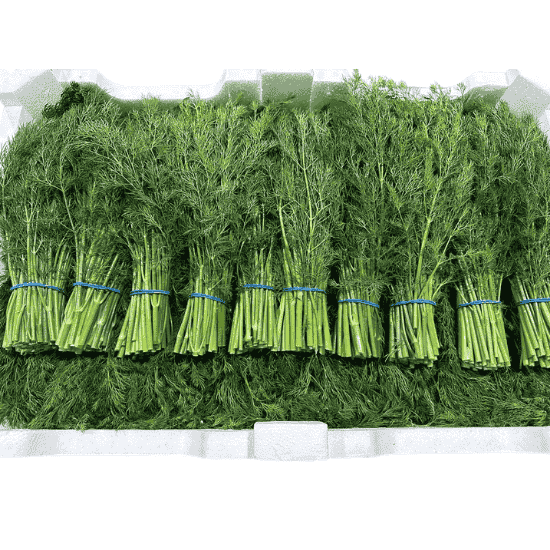 DILL x 20 BUNCHES BOX